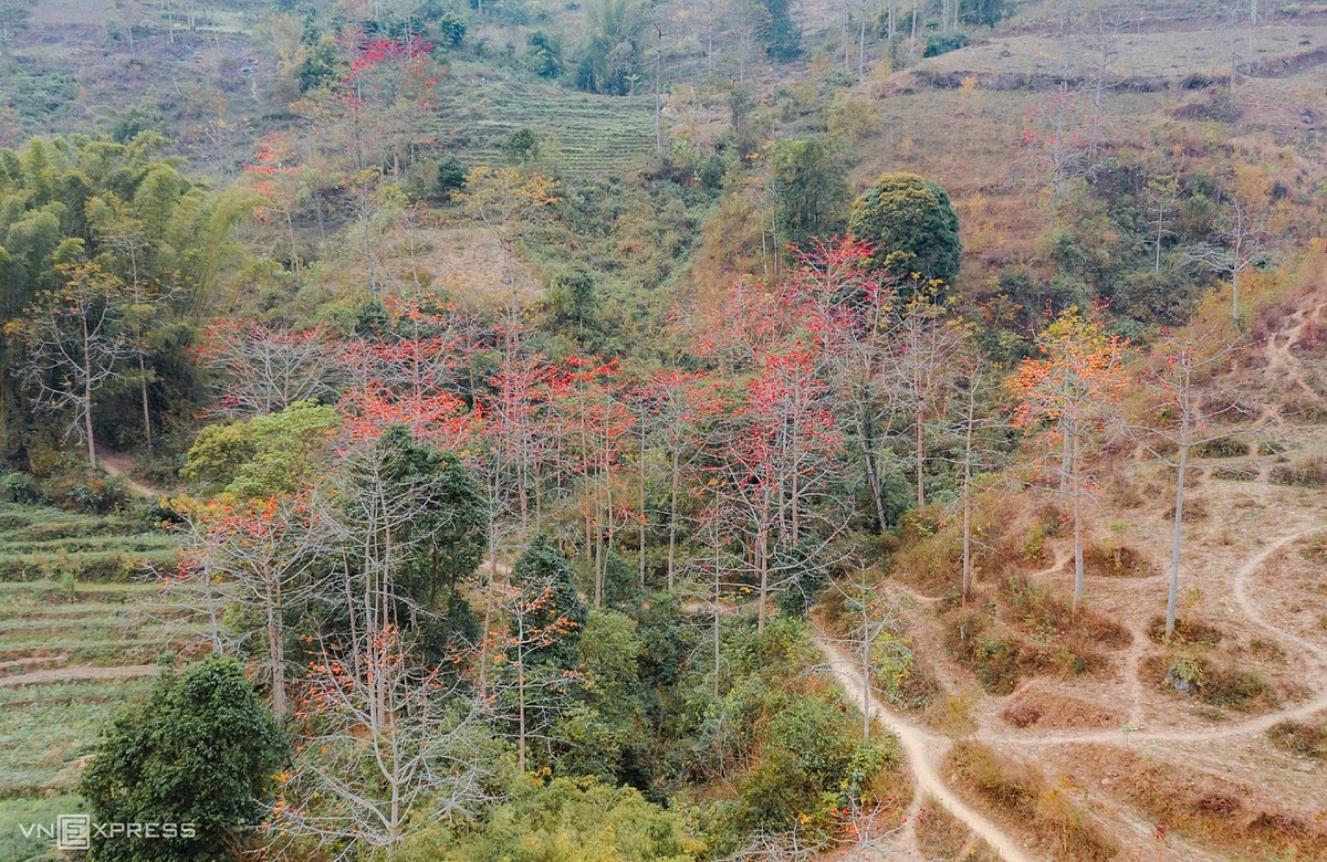 Kapok trees