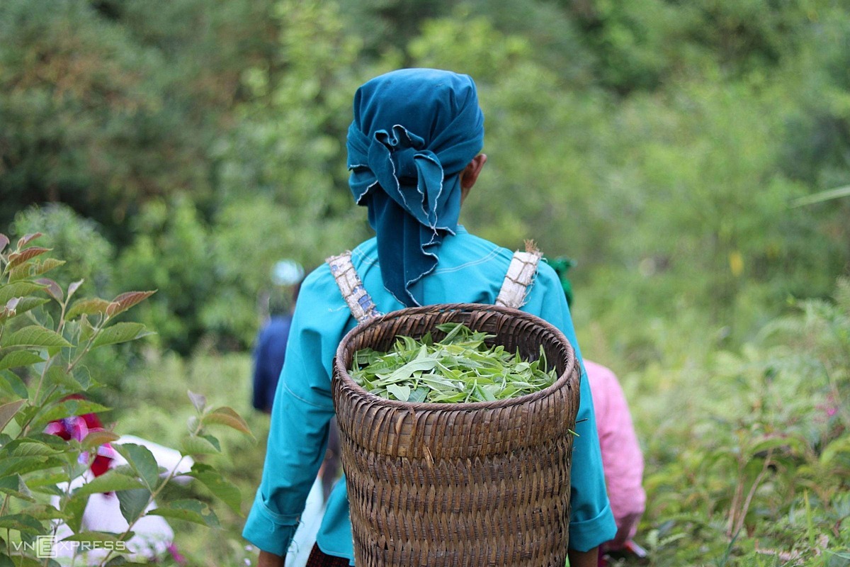 A H'Mong tea leaf picker,