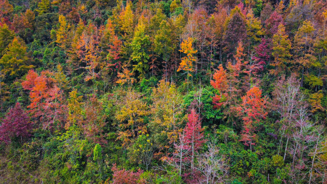 Maple tree colors transform landscape in northern Vietnam district 