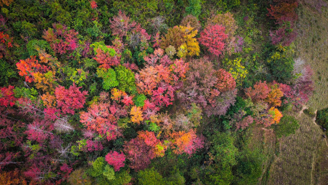 Maple tree colors transform landscape in northern Vietnam district