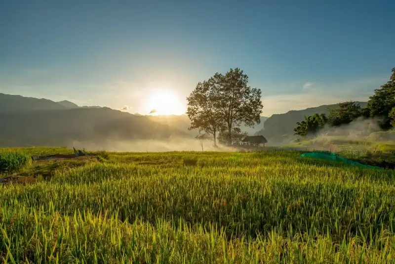 ripening rice fields, ripening rice season, ripening rice fields, ripening rice season