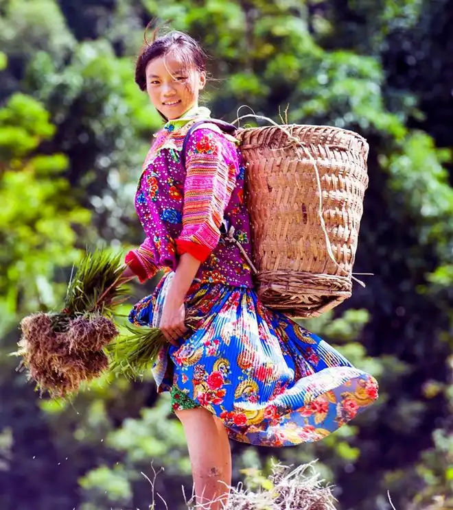 Hoang Su Phi terraced fields