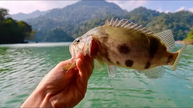 Rare fish species in Ba Be Lake