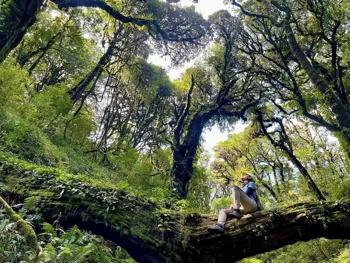 Tay Con Linh: The Roof of the Northeast