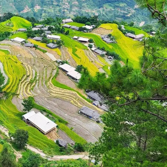 Ban Phung: Terraced Fields at the Border